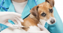 Medic Veterinar Oradea