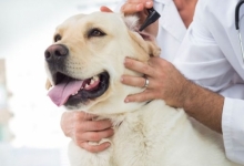 Doctor Veterinar Busteni Cabinet Veterinar Busteni Asclepios VET