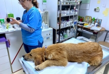 Doctor Veterinar Busteni Cabinet Veterinar Busteni Asclepios VET