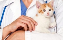 Doctor Veterinar Busteni Cabinet Veterinar Busteni Asclepios VET