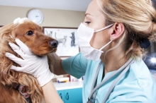 Doctor Veterinar Busteni Cabinet Veterinar Busteni Asclepios VET