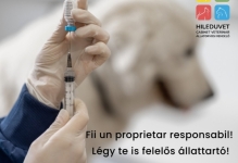 Doctor Veterinar Reghin Cabinet Veterinar HILEDUVET Állatorvosi Rendelő