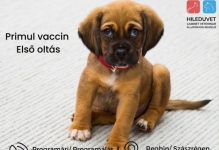 Doctor Veterinar Reghin Cabinet Veterinar HILEDUVET Állatorvosi Rendelő