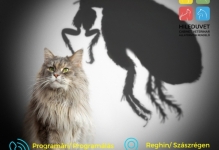 Doctor Veterinar Reghin Cabinet Veterinar HILEDUVET Állatorvosi Rendelő