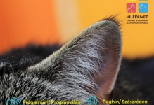 Doctor Veterinar Reghin Cabinet Veterinar HILEDUVET Állatorvosi Rendelő